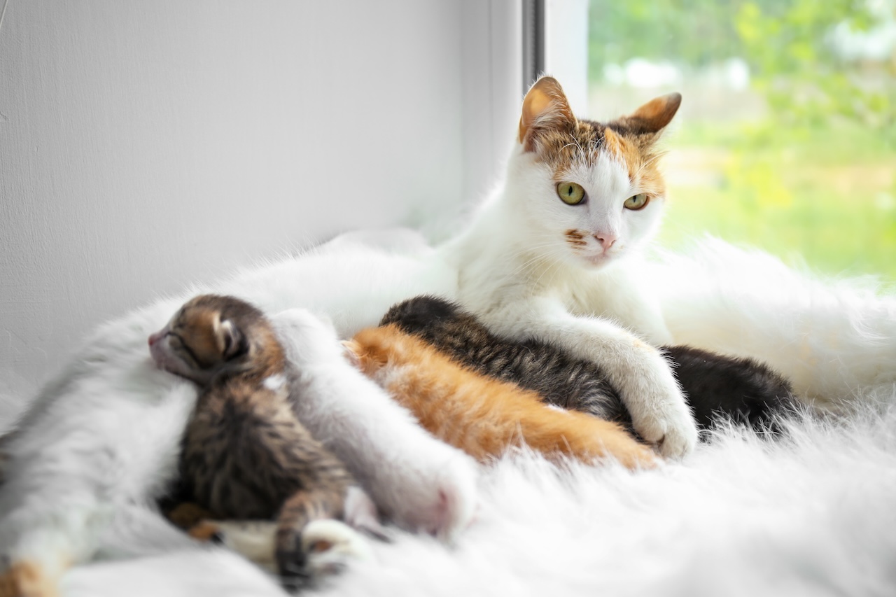 Stérilisation et tumeurs mammaires chez la chatte — free download