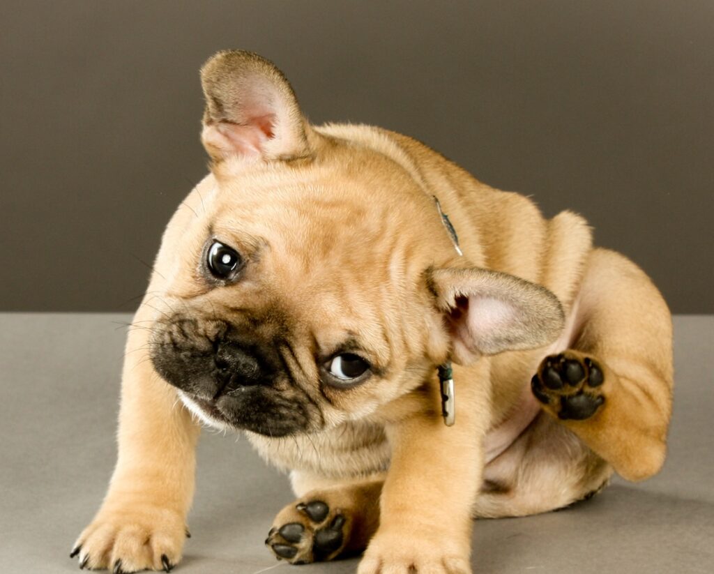 Practical Guide to Canine Allergies