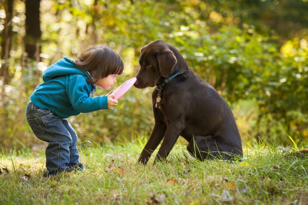 introduce a new dog to the family

