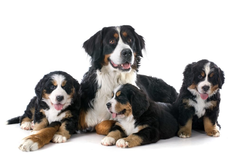 Guide pratique du chiot
