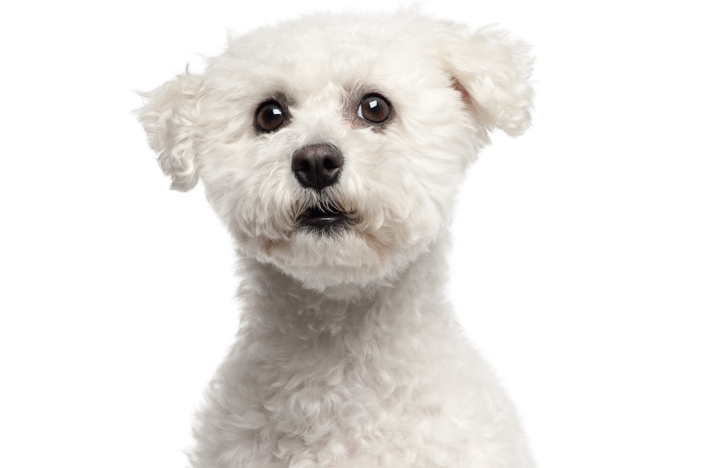 Bichon frisé