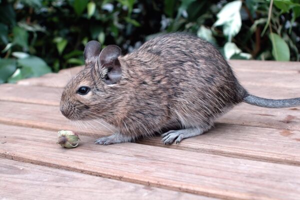 Degu Profile Care Health: Full Care Guide
