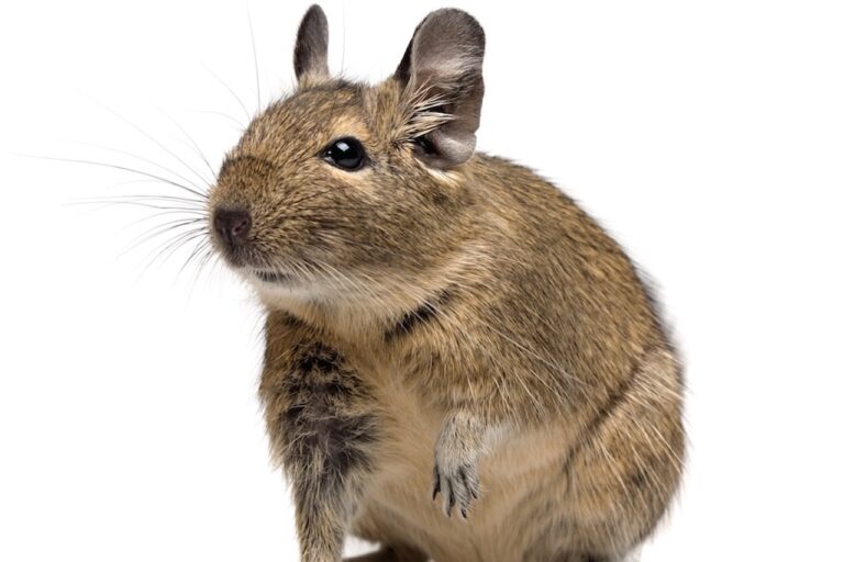 Degu Profile Care Health: Full Care Guide