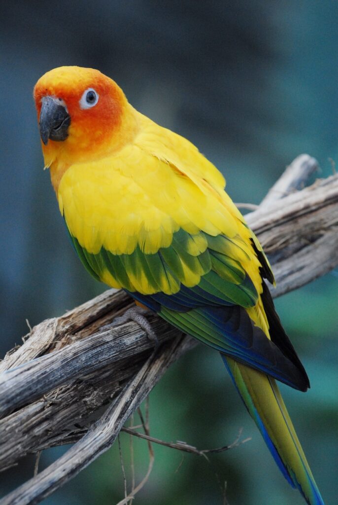 chronic egg laying in birds