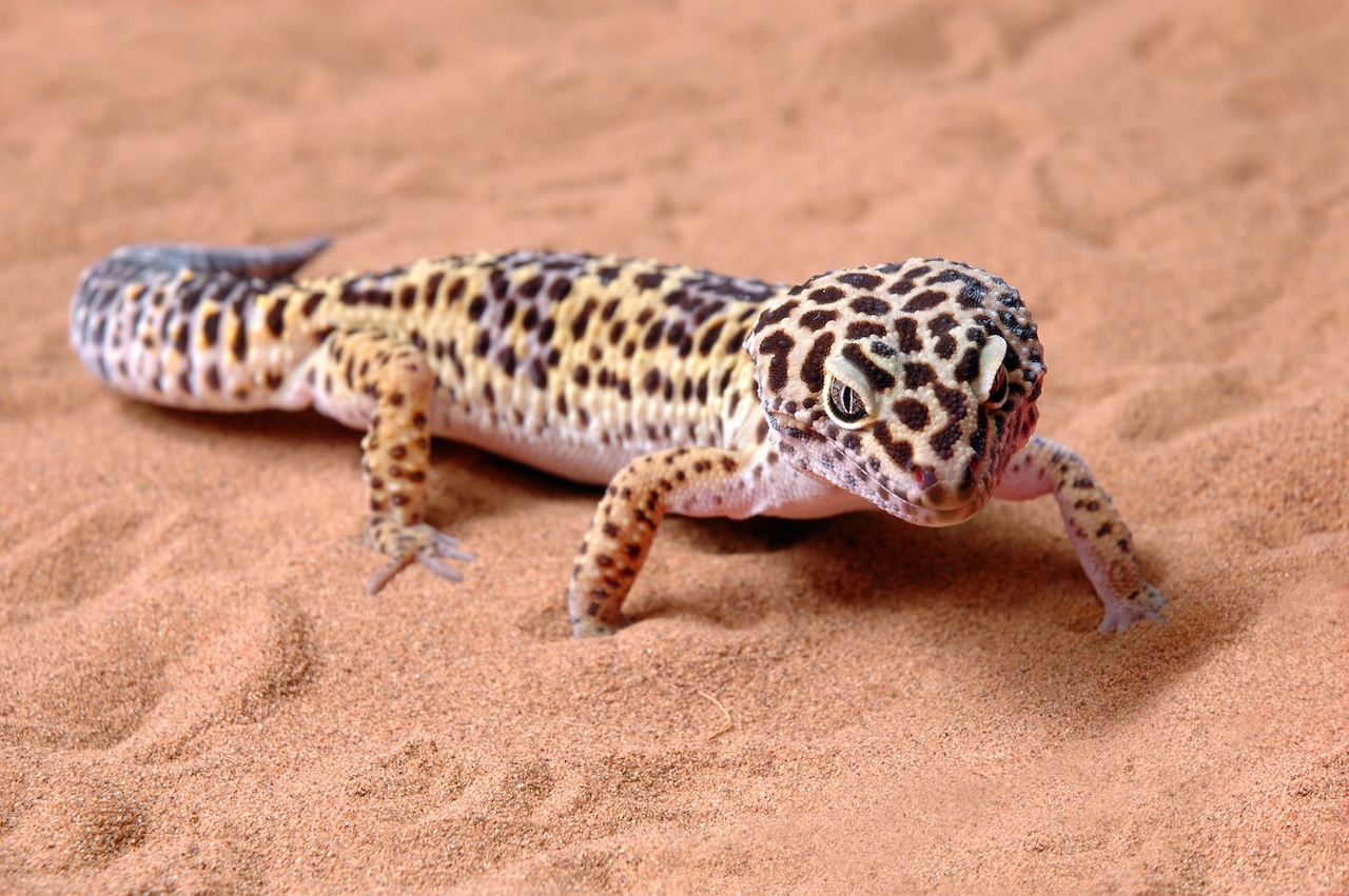 Ideal Temperature for Lizards: Comprehensive Care Guide