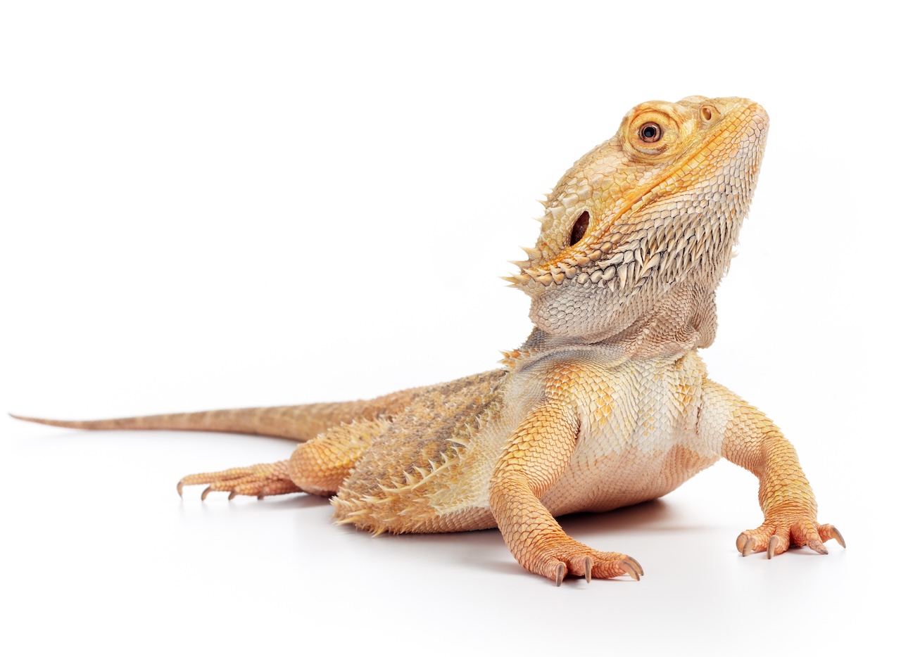 Curated visual reference: Gallery Detail: Balanced Diet For Pet Reptiles Essential Guide