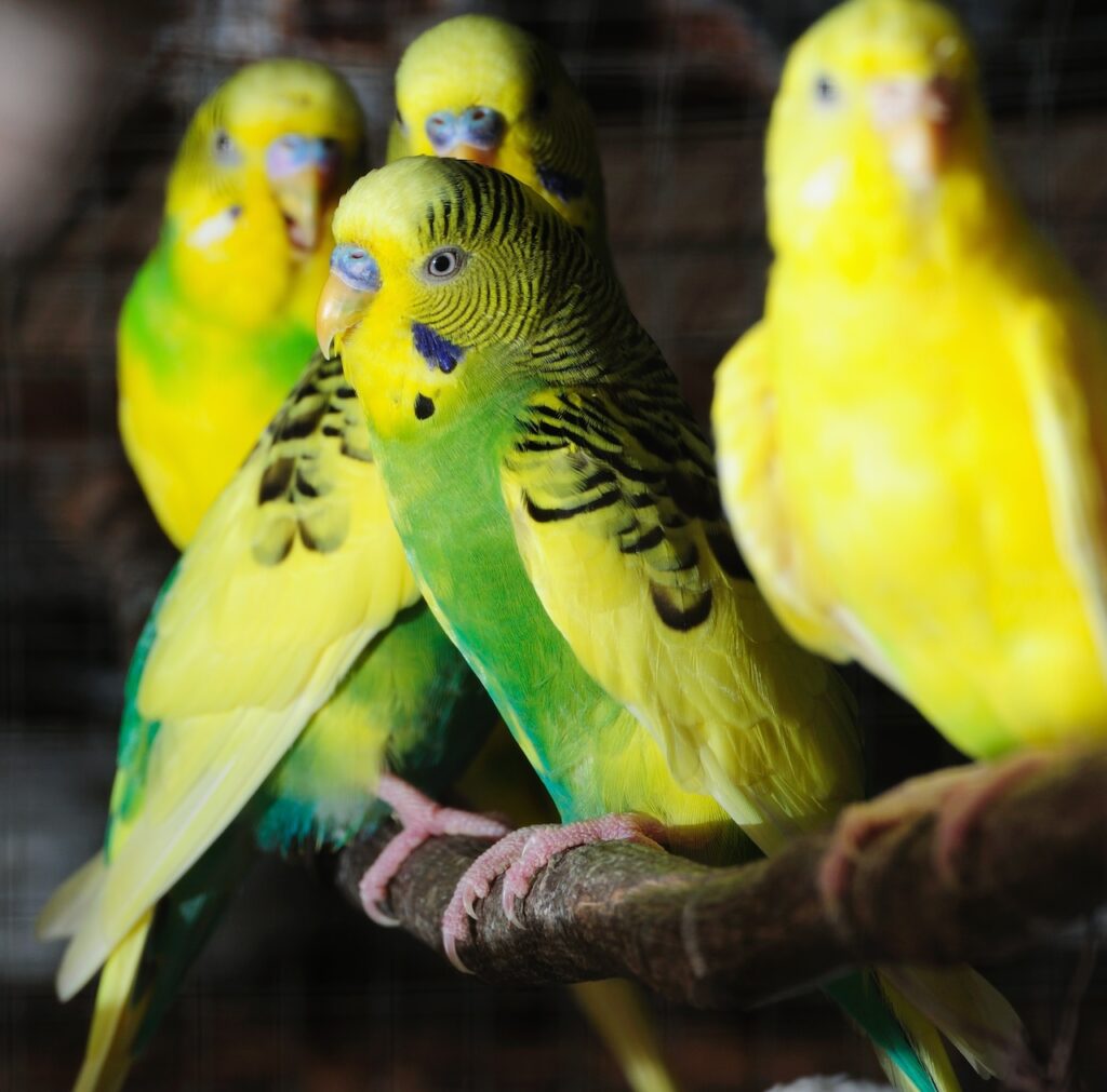 polyomavirus in birds