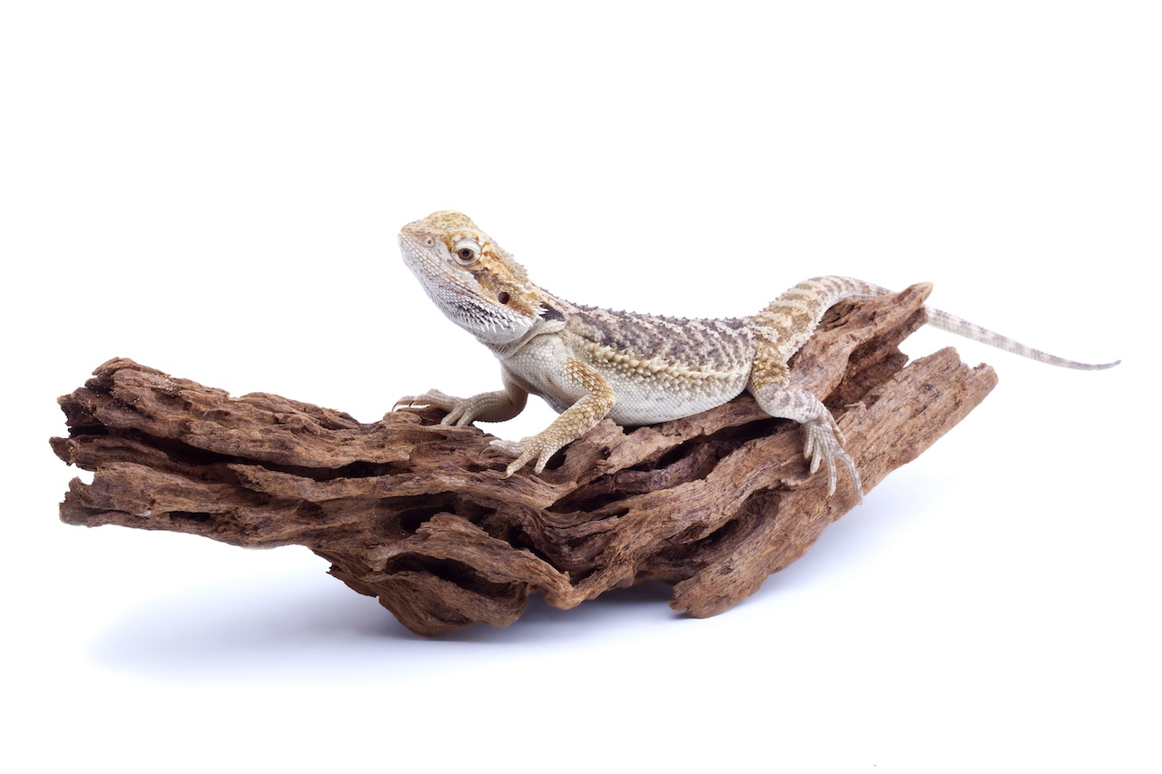 Photo inspiration: Balanced Diet For Pet Reptiles Essential Guide Photo Inspiration