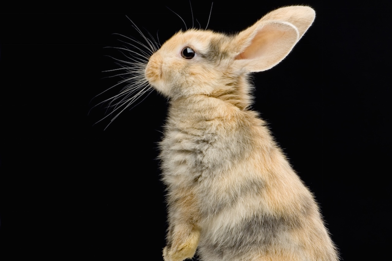 Pasteurellosis In Rabbits Pasteurellosis in Pet Rabbits: Symptoms and Care