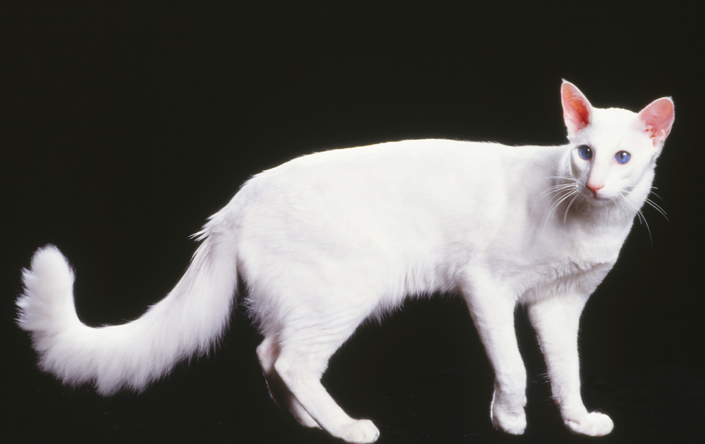 chat de race mandarin