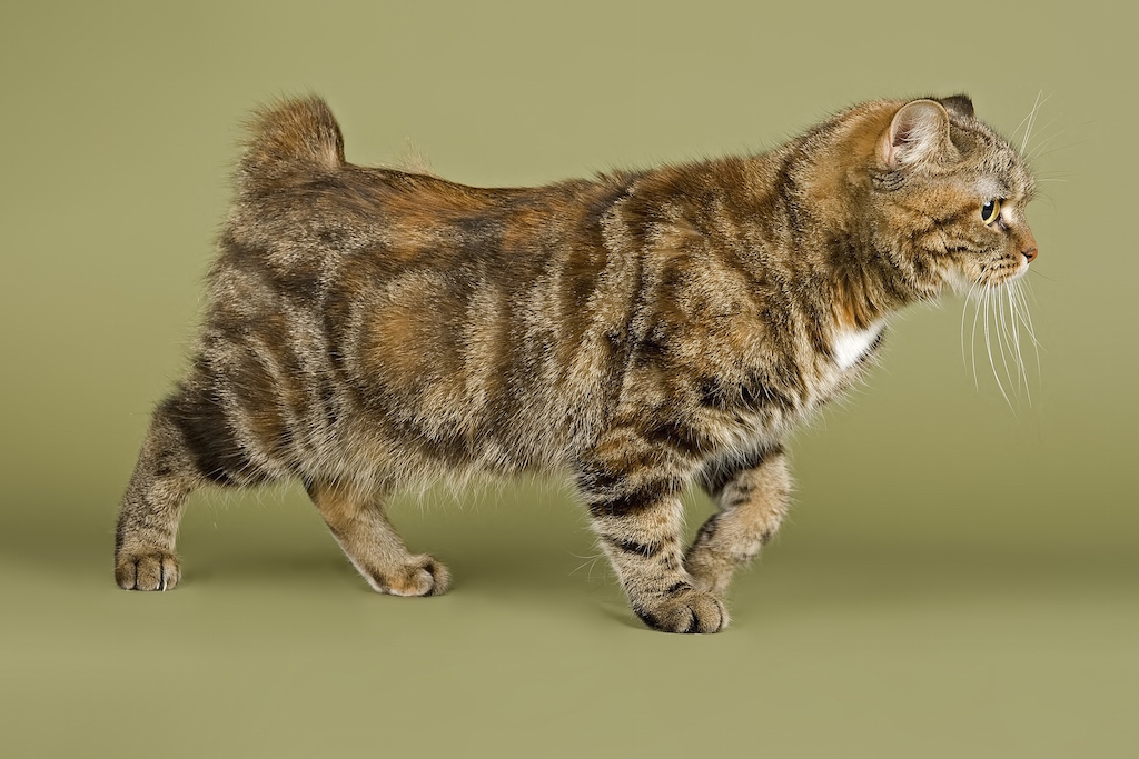 Chat de race MANX