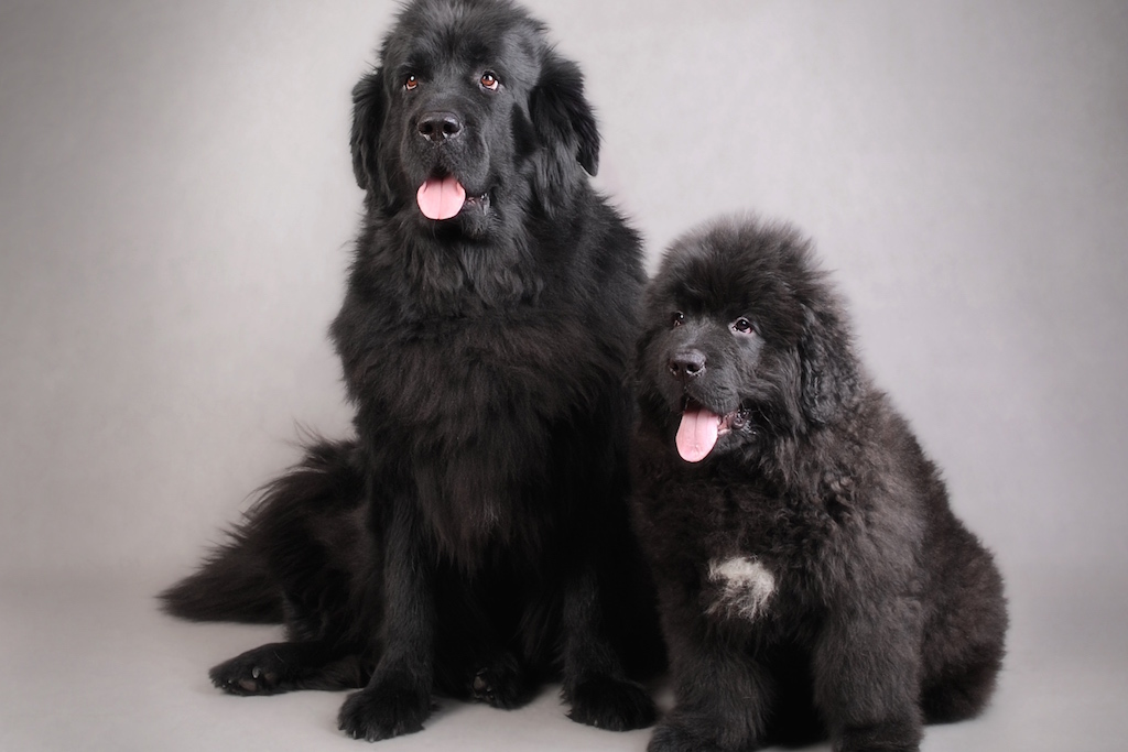 brucellose canine
