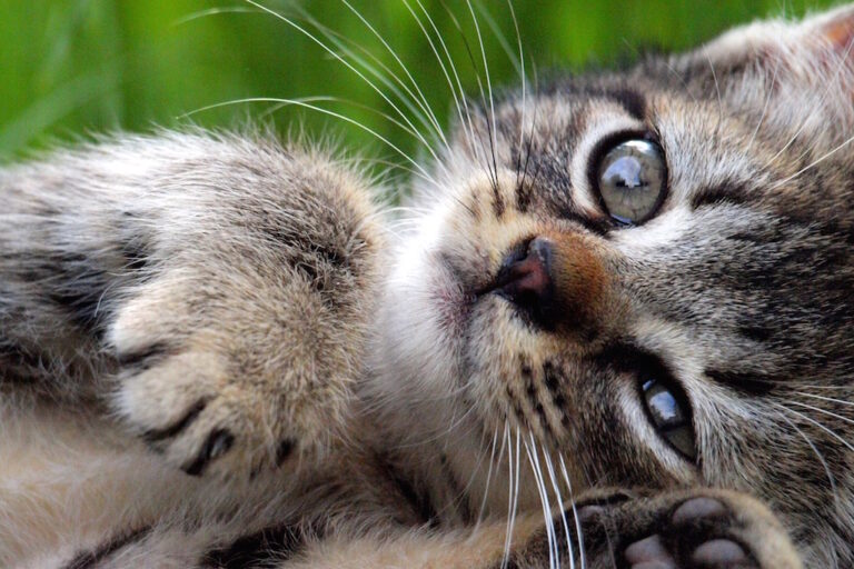 Image showcasing Catnip and Cat Grass: Benefits for Your Feline