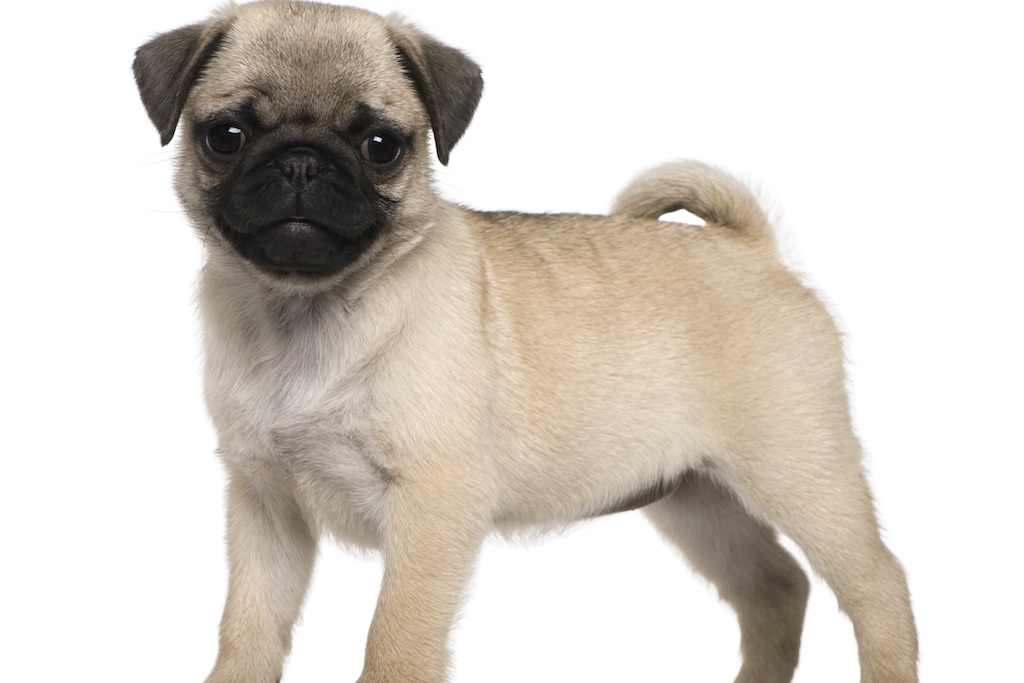 Carlin (pug)