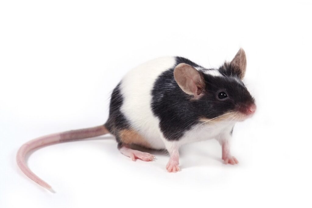 Soins De La Souris Guide Complet Soins De La Souris Guide Complet