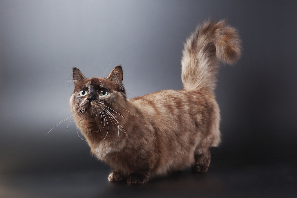 Chat MUNCHKIN