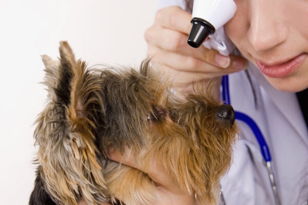 Image showcasing Glaucoma in Dogs: Signs, Diagnosis, and Effective Treatments