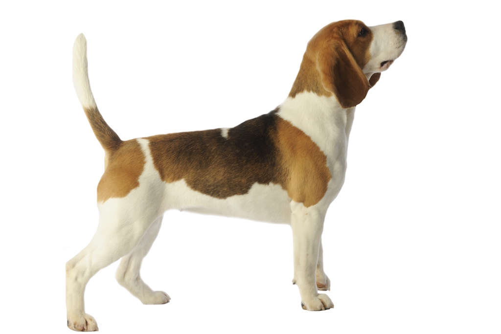 Beagle