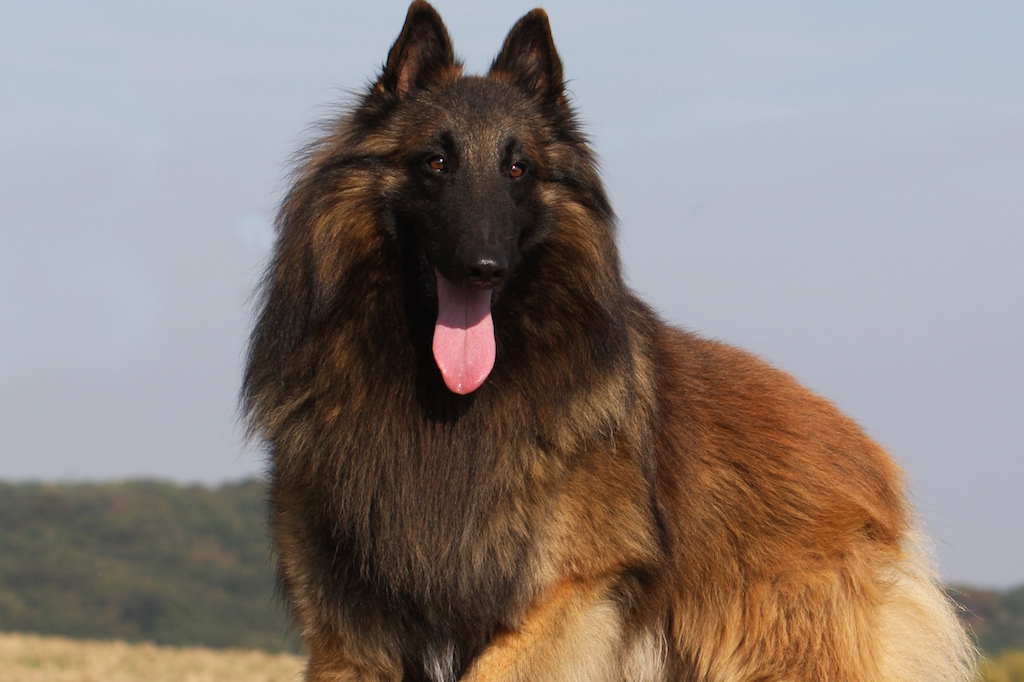 Berger belge Tervueren