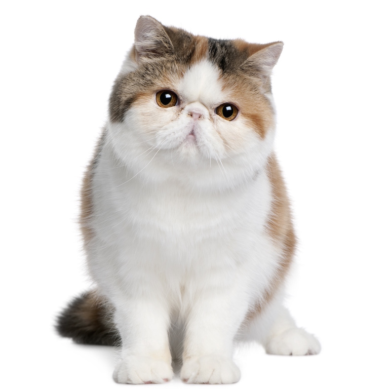 EXOTIC SHORTHAIR