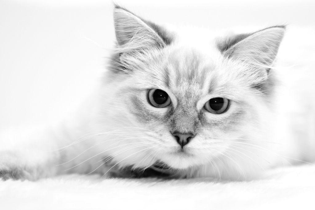 Practical Kitten Guide