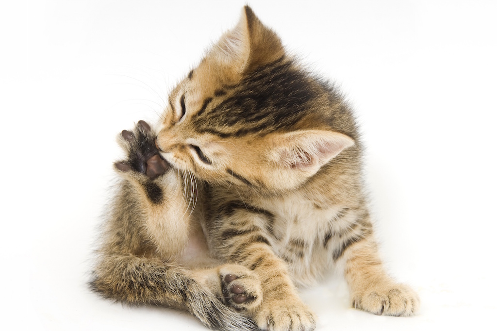 Dipylidium in cats