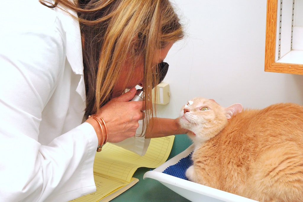 uvéite antérieure chez le chat