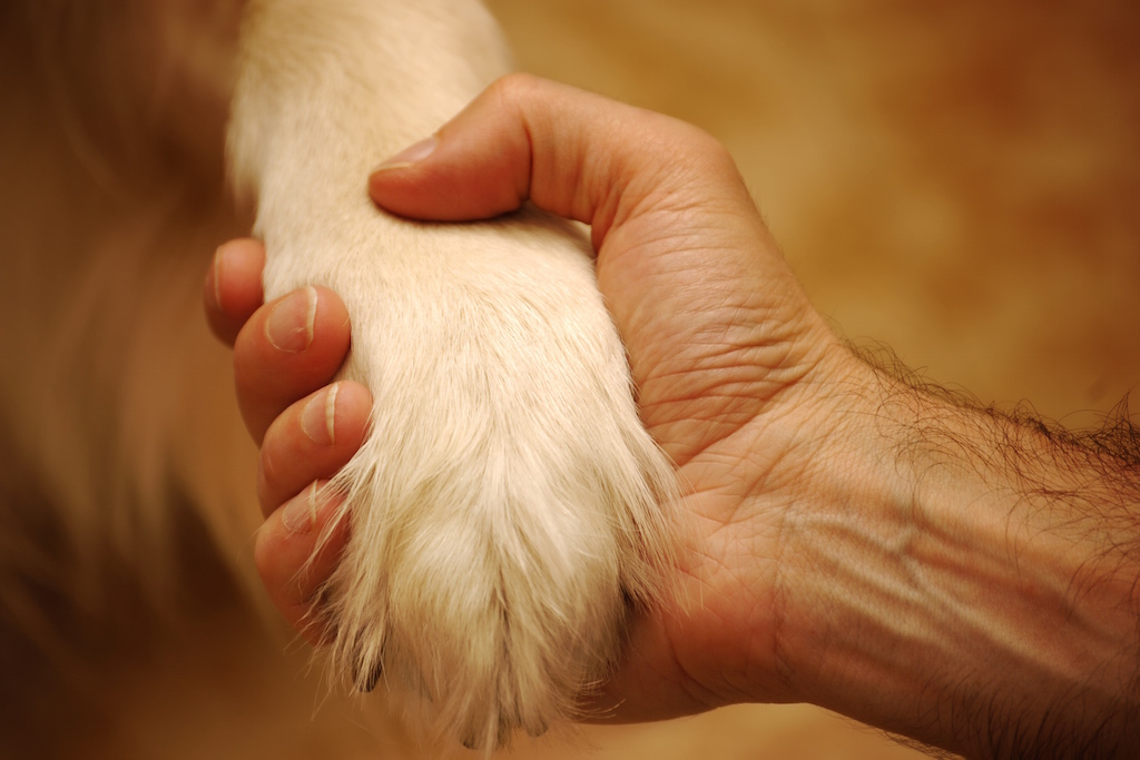 Euthanasia for your pet: process, options, cremation and memorials