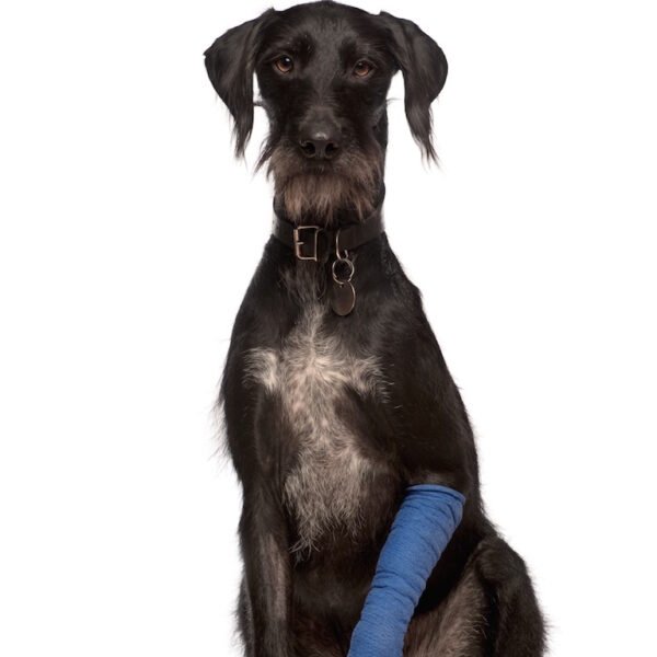 Cast care for dogs and cats: recovery guide