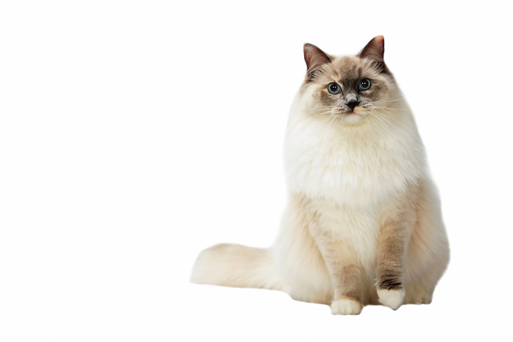 RAGDOLL