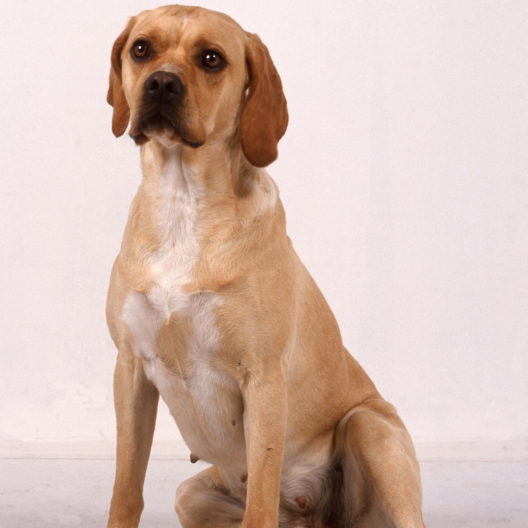 Chien d’arrêt portugais