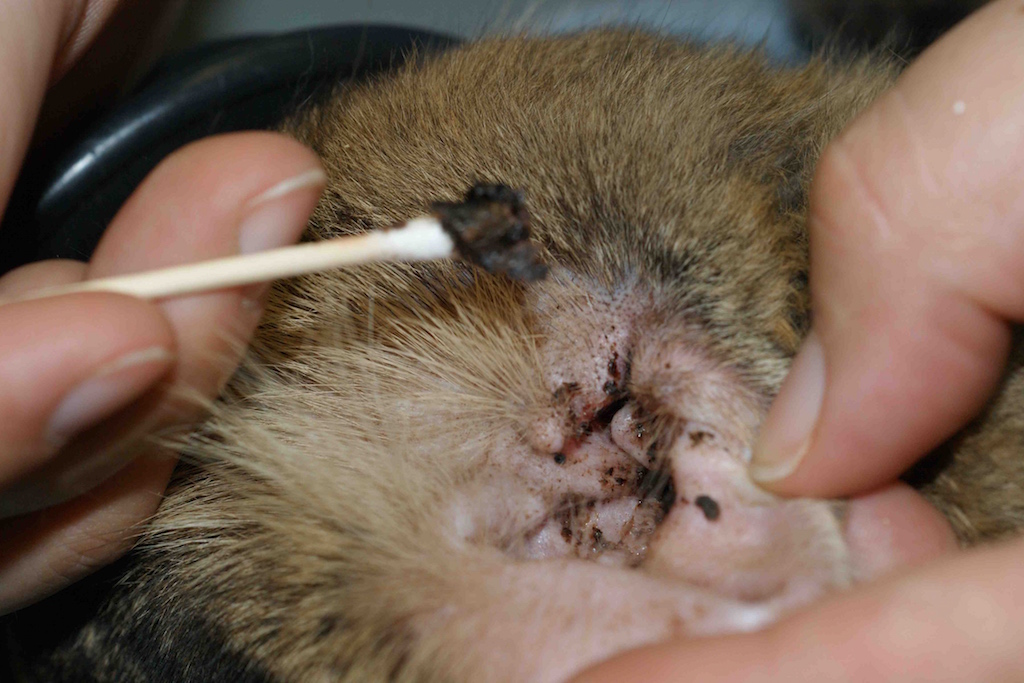 mites d'oreilles chez les chats