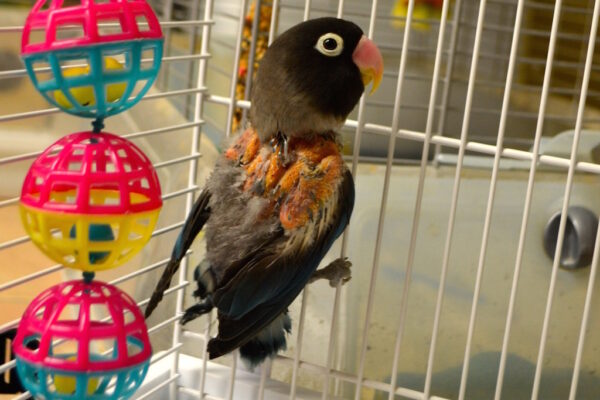 Why is my bird tapping its beak?