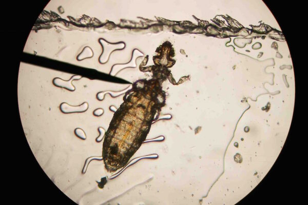 Lice Infestation in Pets: Symptoms and Effective Treatments