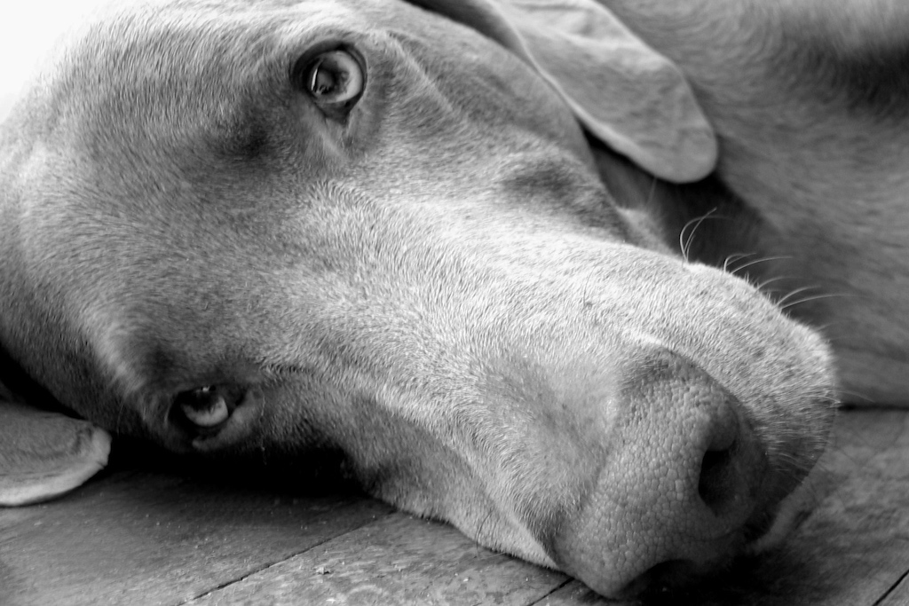 L’euthanasie de votre animal : déroulement, options, crémation et souvenirs