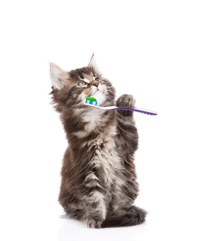 Feline Dental Guide