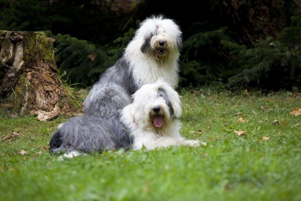 Bobtail