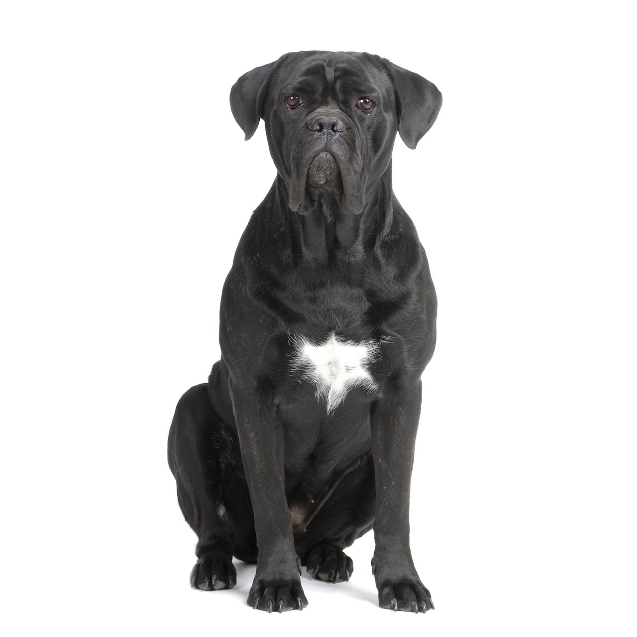 Curated visual reference: Gallery Detail: Benign Prostatic Hyperplasia In Dogs Signs And Treatment