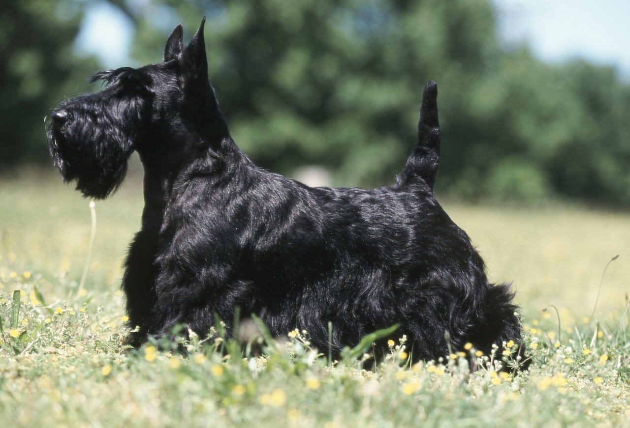 Figurine scottish terrier noir | figurines | jouéclub