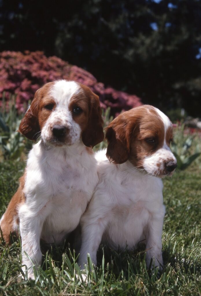 Setter Irlandais rouge et blanc