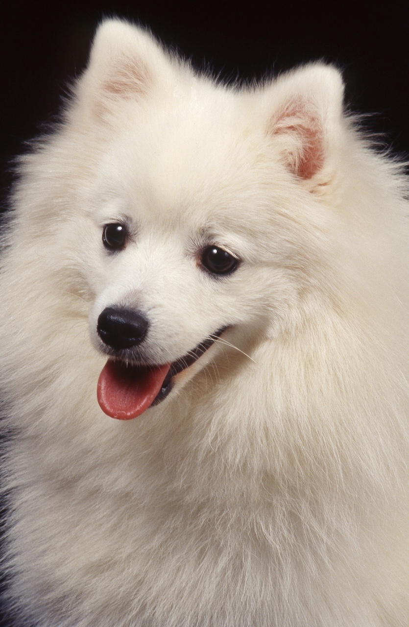 Spitz Rase Race chien spitz japonais : joyeux, élégant et fidèle