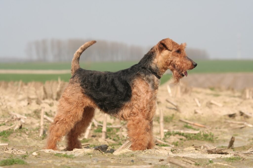 WELCH TERRIER