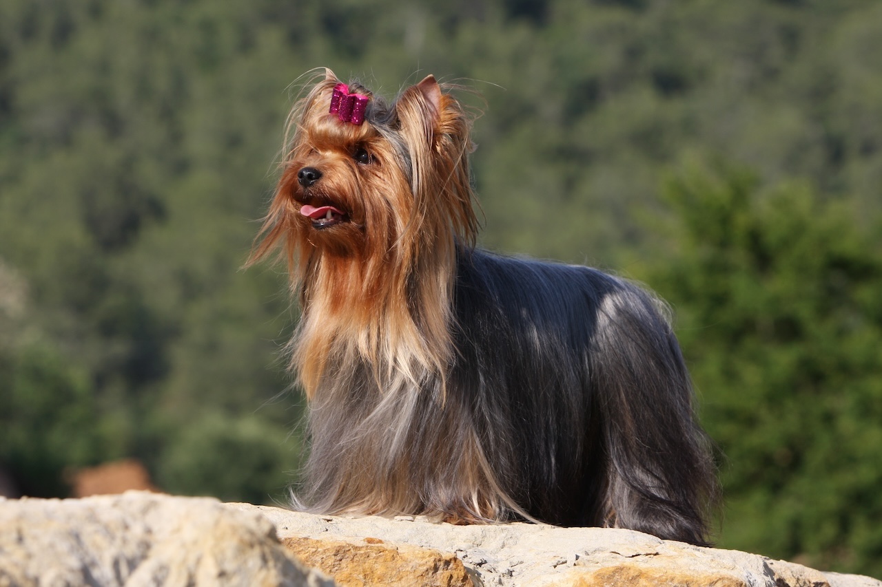 Collier Pendentif Yorkshire Terrier En Acrylique - Chaîne Réglable 50+7 Cm - Pendentif Chien Marron - Cadeau Pour Femme, Fille - Alliage Plaqué Or