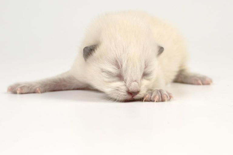 Cat Breeding : Choosing Parents, Pregnancy, and Kitten Care