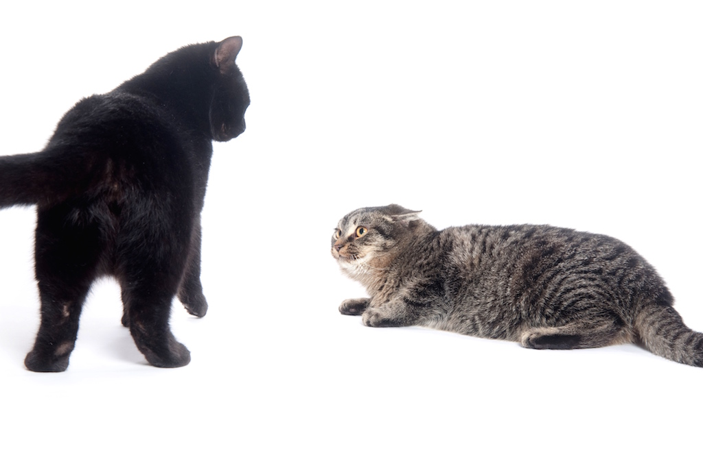 Understanding And Managing Feline Behavior Problems