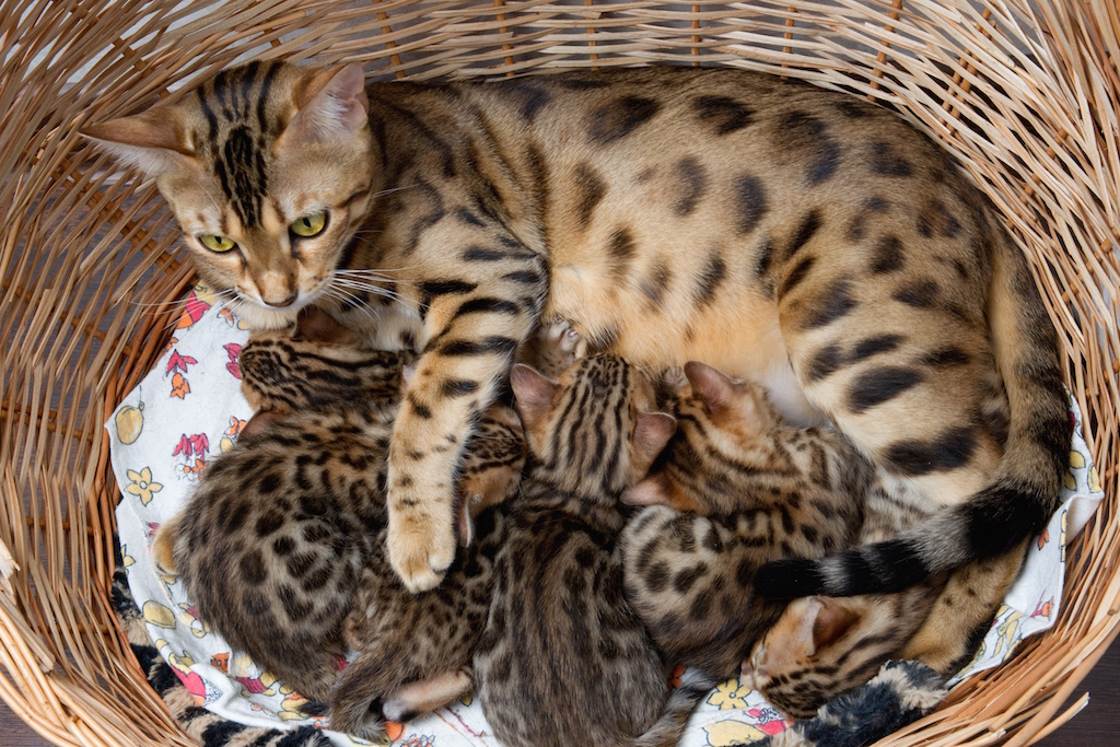 Tritrichomonas in cats