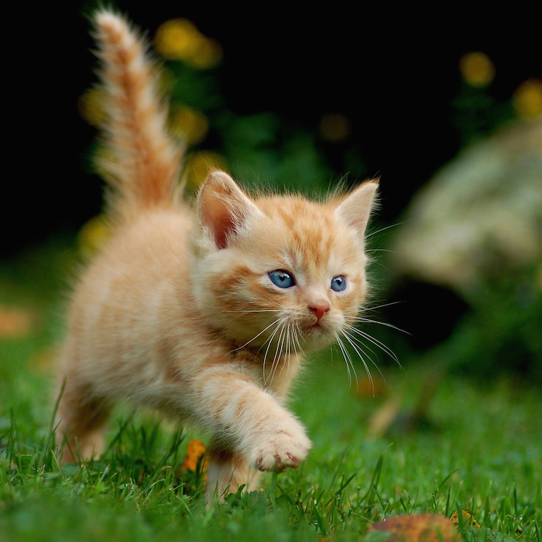 Giardia infection in cats
