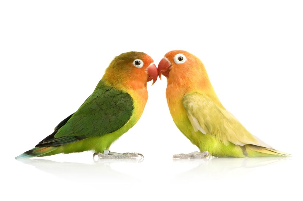 Practical Bird Guide