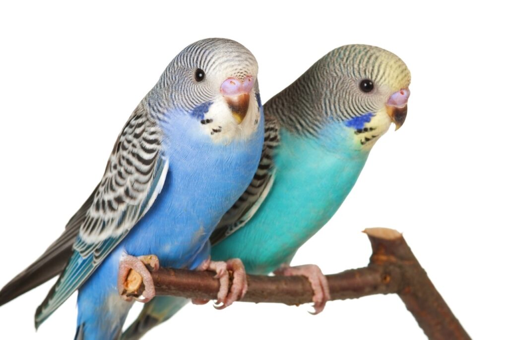 Guide pratique de l’oiseau