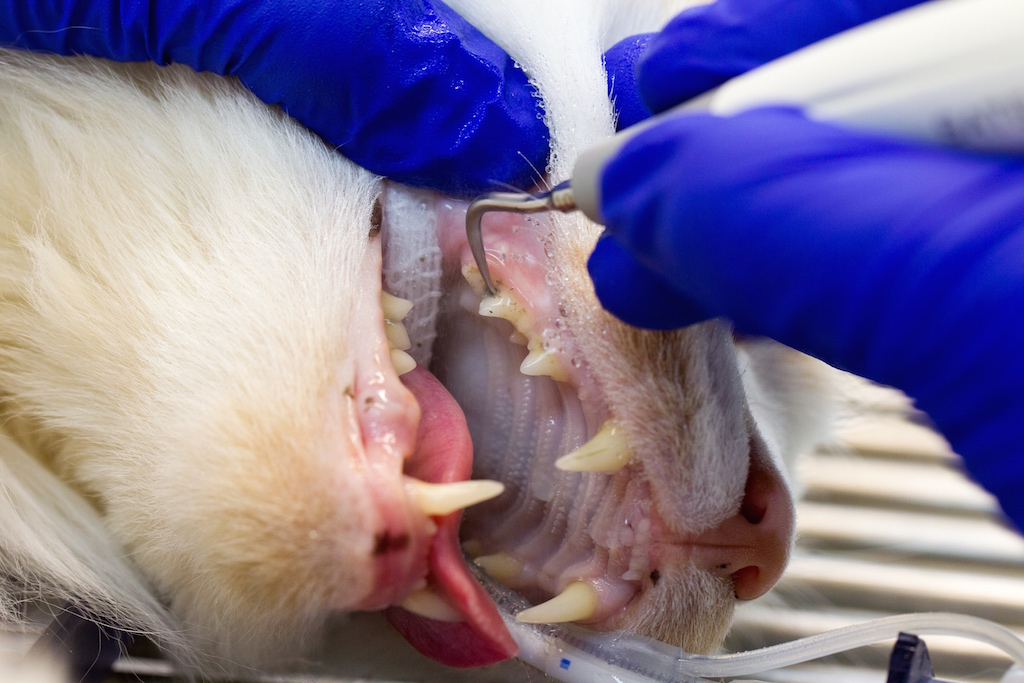 dental care in cats